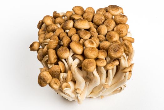 Bunch of Shimeji Mushrooms on white background