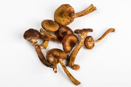 Bunch of Shimeji Mushrooms on white background
