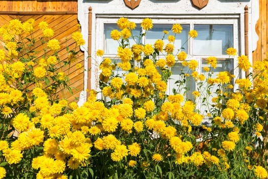 Yellow flowers in front of a village house