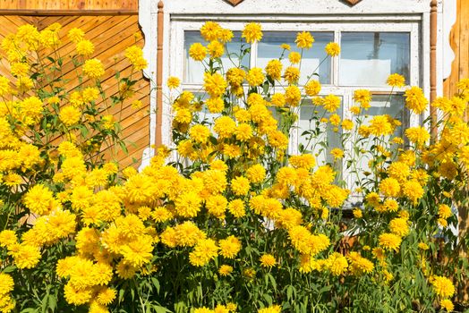 Yellow flowers in front of a village house