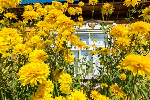 Yellow flowers in front of a village house