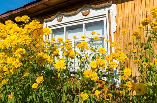 Yellow flowers in front of a village house