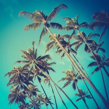 Retro Vintage Style Photo Of Diagonal Palm Trees In Hawaii