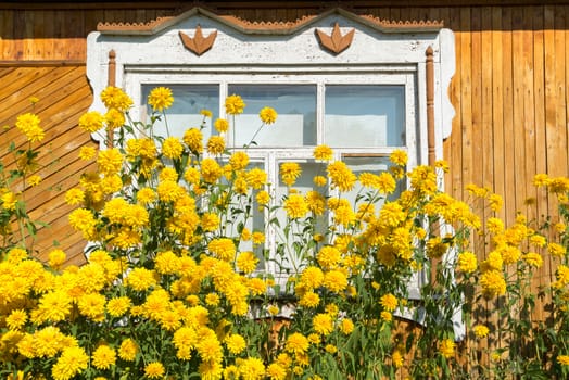 Yellow flowers in front of a village house