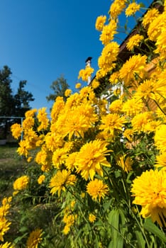 Yellow flowers in front of a village house