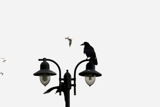 big crow perched on top of a double streetlight in Ireland