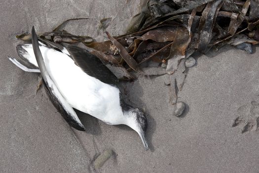 dead seagull on the sands of a beach in Ireland next to seaweed