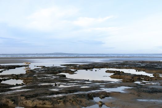 dog walking along mud banks in county Kerry Ireland