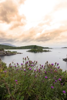 thistle on a beautiful clean and clear lake in county Donegal Ireland