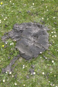 dried cow dung in a green field in Ireland