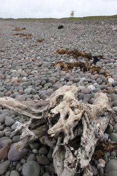 driftwood on the pebbled beach in county Kerry Ireland with a cow looking from the background