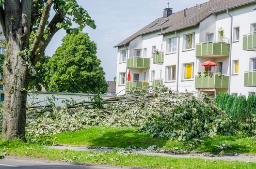 Storm damage, uprooted trees caused by a major storm.