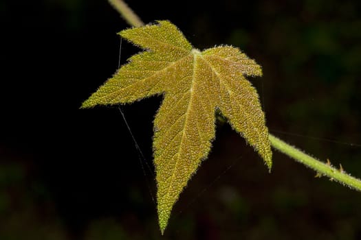 Beautiful leaves are green and gold.