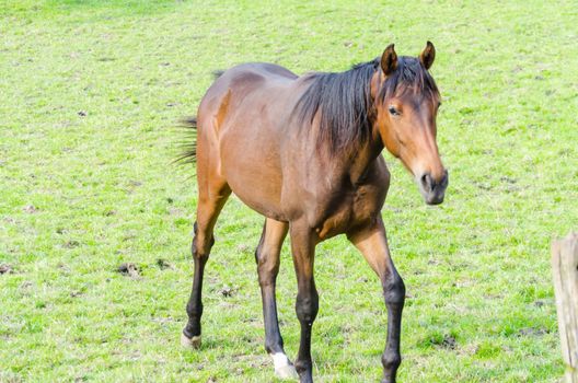 Horse while grazing in a pasture.