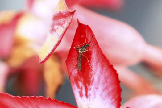 Mosquitoes feed on nectar of flowers.