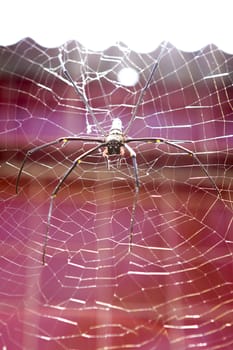 Most spiders catch insects for food.