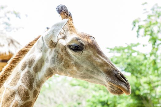 Giraffe in Pattaya Like to eat food from tourists