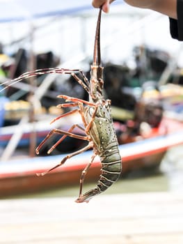 Shrimp was brought up by a fishing boat to Koh Pan Yee.