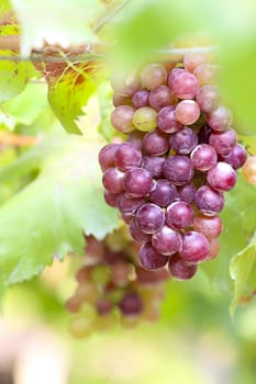 This type of grapes used to make wine in Thailand.