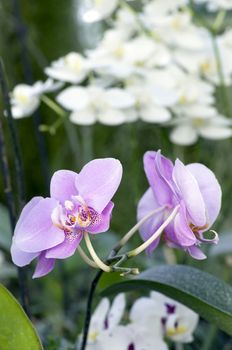 Beautiful purple orchid - phalaenopsis 