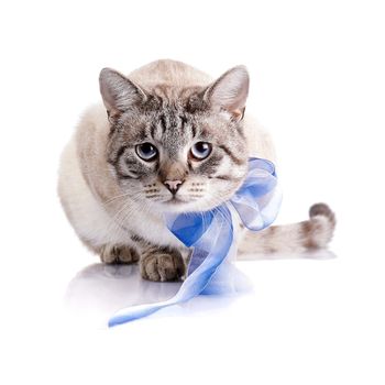 Striped blue-eyed cat with a blue tape. Cat with a bow. Portrait of a striped blue-eyed cat. Striped cat. Striped not purebred kitten. Small predator. Small cat.