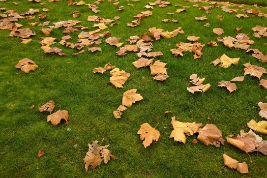 Fallen leaves on the grass