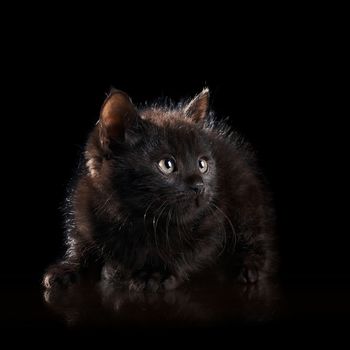 Black small kitten. Black on the black. Fluffy black kitten. Kitten on a white background. Small predator. Black kitty. Small cat.