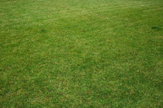 Grassblades closeup on a field