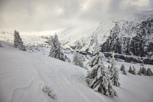 Forest in winter covered by snow