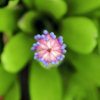 Pink blue Aechmea or bromeliad flower