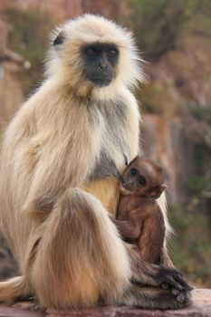 Gray langur (Semnopithecus dussumieri) with a baby sitting at Ranthambore Fort, Rajasthan, India