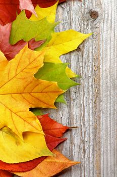 Vertical Frame of Variegated Autumn Leafs isolated on Rustic Wooden background