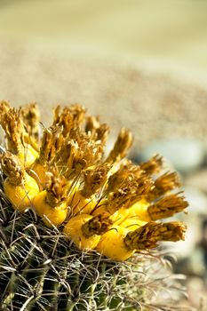 Golden yellow of barrel cactus fruit glows in Sonoran Desert sunlight.  Location is in America's Southwest, Tucson, Arizona, USA. Vertical image with copy space at top. 