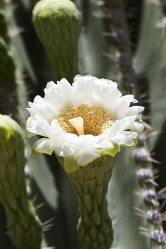 White, young bloom and buds on saguaro cactus in Tucson, Arizona, in America's Southwest. Location is Sonoran Desert in Saguaro National Park. Saguaro blossom is Arizona's state flower. 