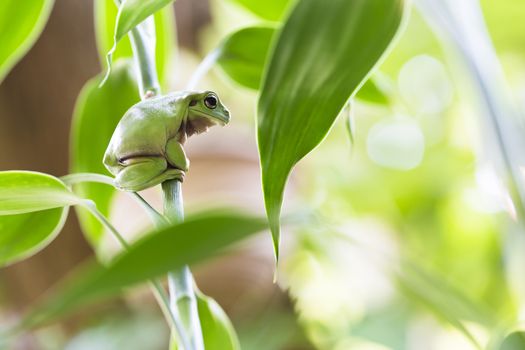 Australian Green Tree Frog on a Plant.