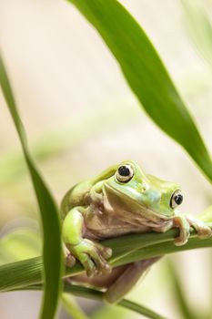 Australian Green Tree Frog on a leaf.