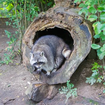 Adult raccoon at his nest, Leeuwarden, Holland