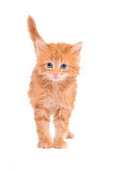 Orange tabby cat standing on a white background with tail erect looking sad.