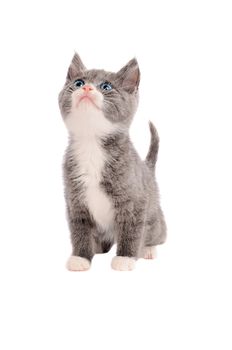 Cute gray and white cat with blue eyes looking upward