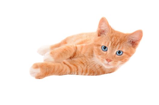 Orange Tabby Cat with blue eyes laying on a white background