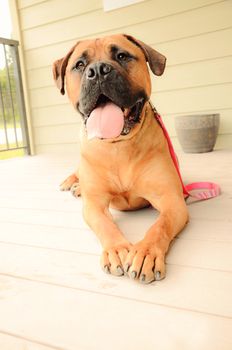 Smiling bull mastiff resting outside of a house