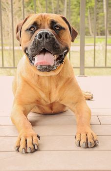 Bullmastiff dog laying on a patio with tongue out, drooling
