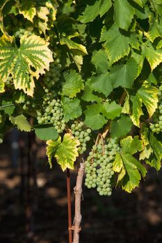 croatia, istria - closeup of wine grapes at vineyard in summer