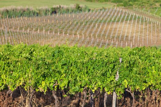 croatia, istria - vineyard on istrian countryside during summer