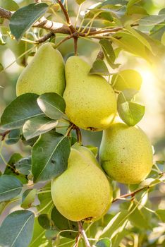 Pear trees laden with fruit in an orchard in the sun