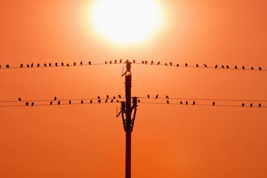 birds sitting on wires in sunset