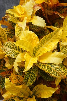 Yellow Garden Croton (Codiaeum variegatum (L.) Blume)