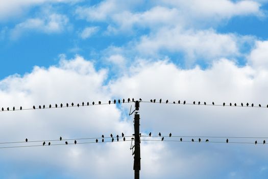 birds sitting on electricity wires - blue sky and white clouds