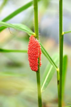 eggs of golden apple snail