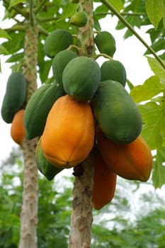 Ripe and raw papaya on the tree.